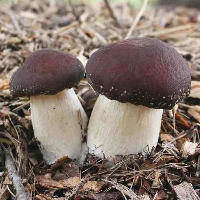 wine cap mushrooms growing in wood chips