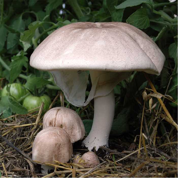 one full-sized Almond Agaricus mushroom with two baby mushrooms growing underneath.