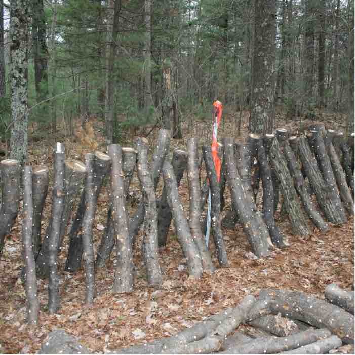 An A-frame mushroom log stack. 