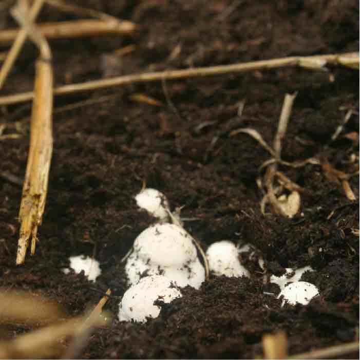 almond agaricus pins almond agaricus pins