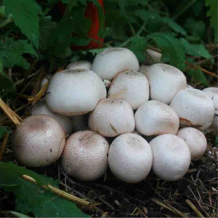 almond agaricus mushrooms growing in a bunch almond agaricus mushrooms growing in a bunch