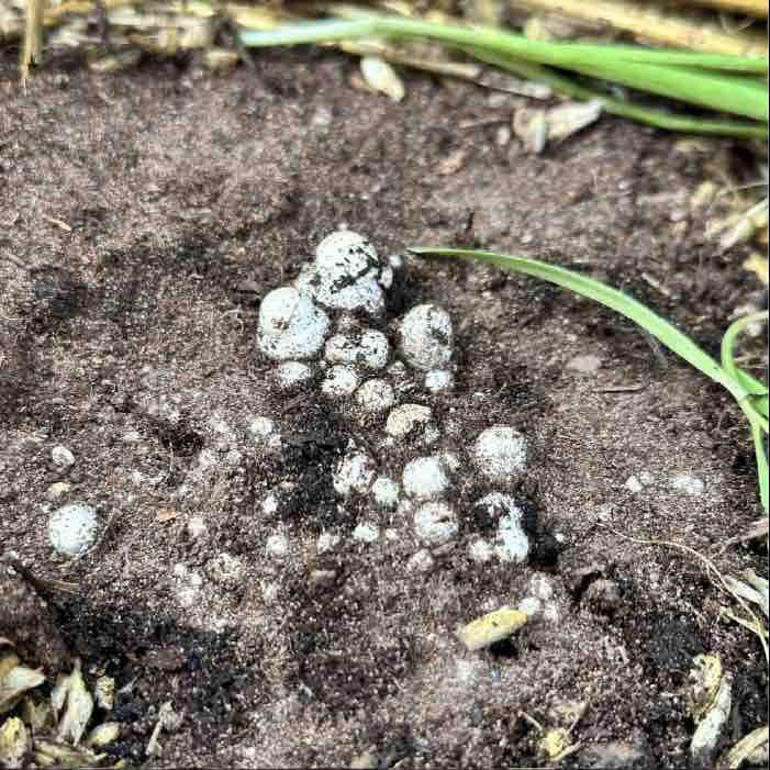almond agaricus mushroom pins