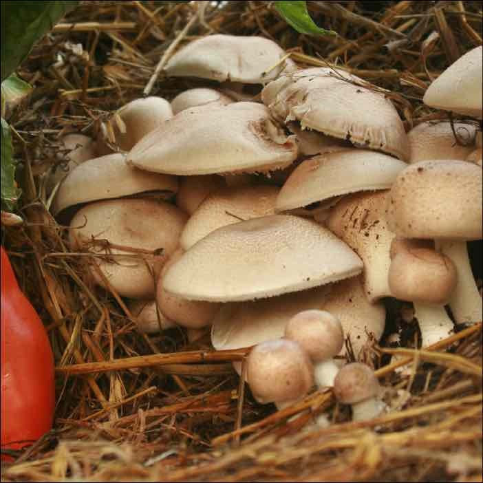 almond portobello mushrooms in a greenhouse