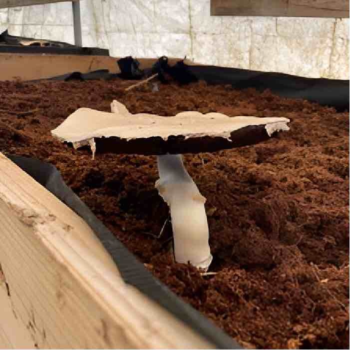 Almond Agaricus growing in spent brewer's grain.