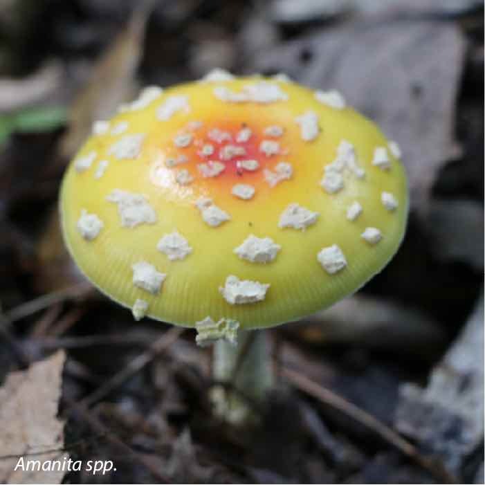 An Amanita species with a yellow cap. 