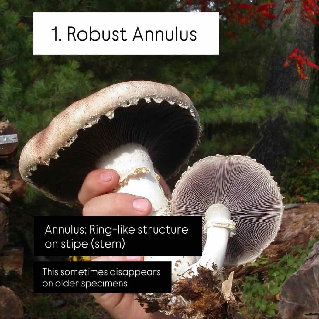 Wine Cap Annulus Wine Cap Annulus