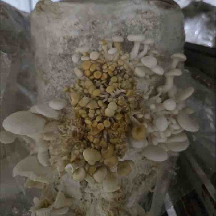 a case of bad blotch on oysters a case of bad blotch on oysters