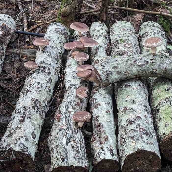 shiitake fruiting on beech logs