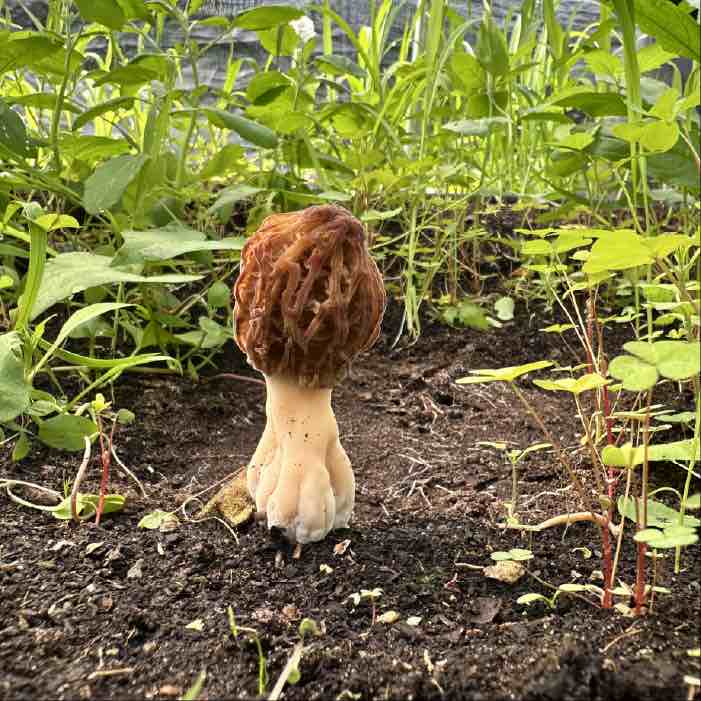 cultivated-black-morel cultivated-black-morel