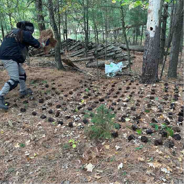 making a blewit bed making a blewit bed