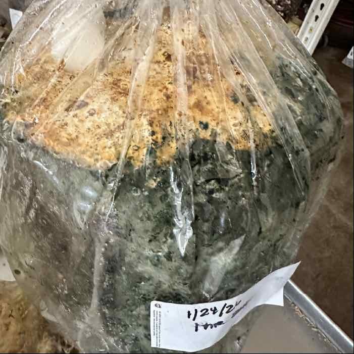 boiled log for maitake cultivation