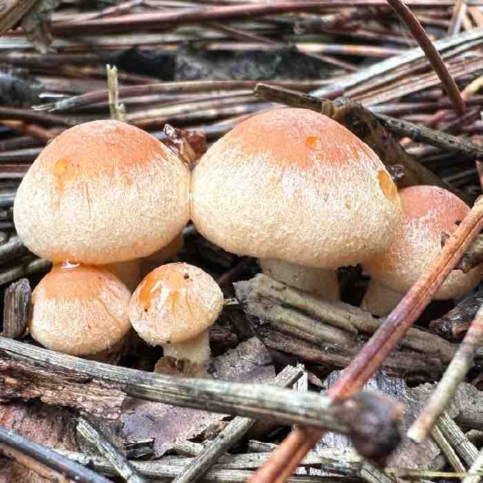 Brick cap mushrooms tend to fruit out of the ground. 