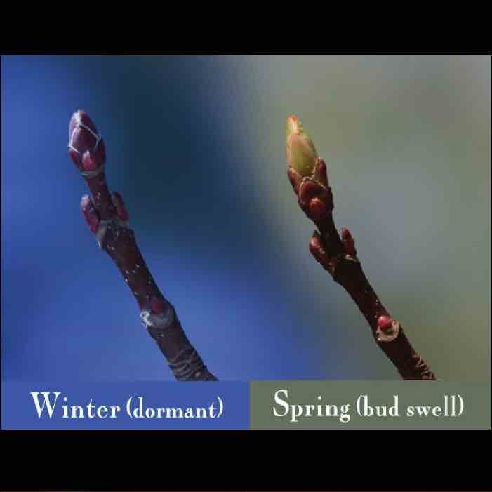 What does bud swell look like?