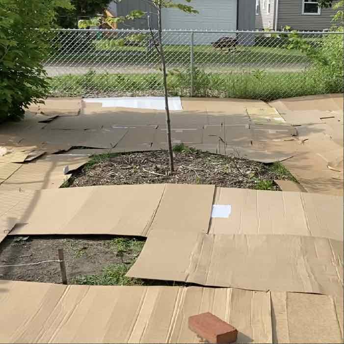 Cardboard as a weed suppressant