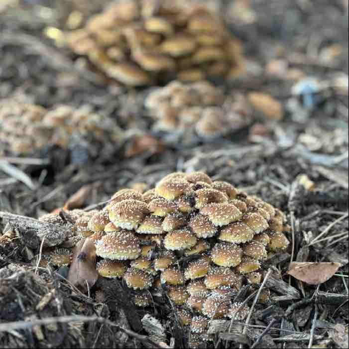chestnut mushroom growing on buried blocks