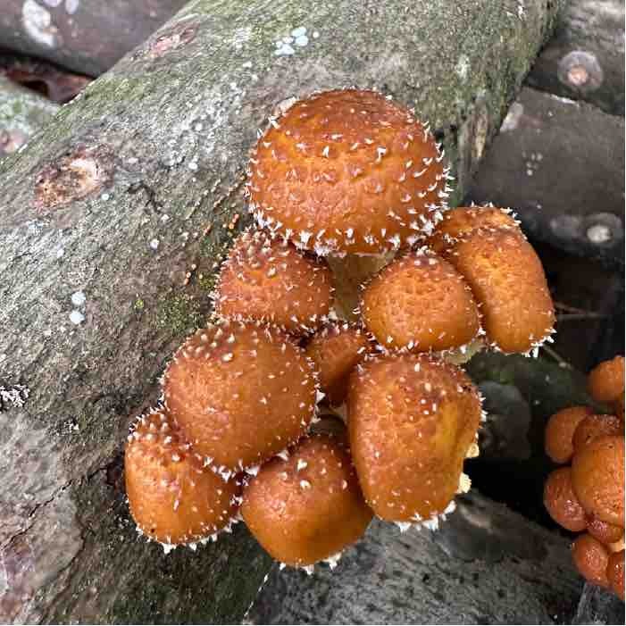 Chestnut mushrooms with white-tufts on cap. 