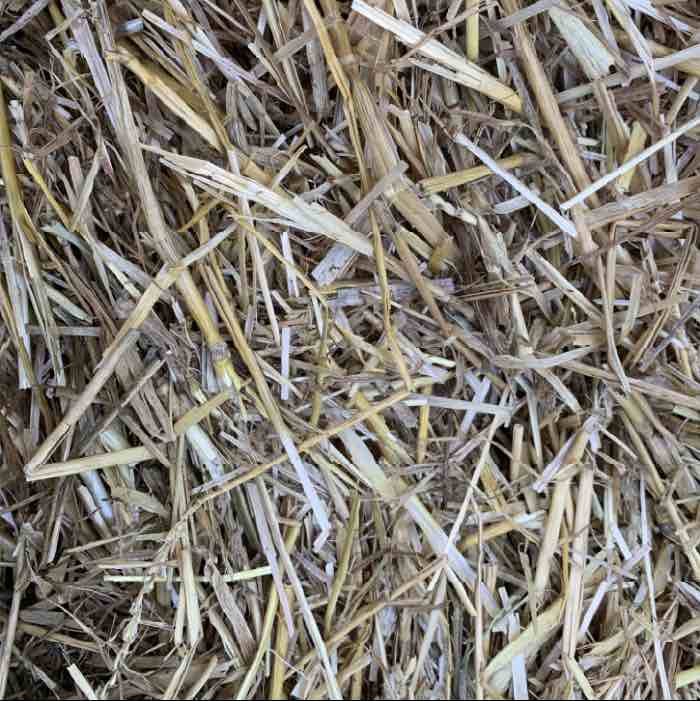 clean straw for oyster mushroom cultivation