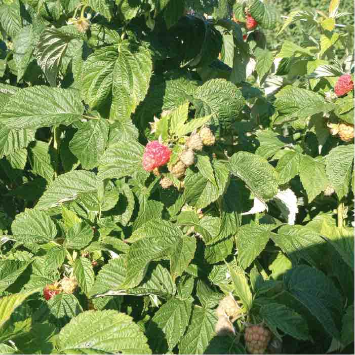 Raspberries planted with Wine Cap. 