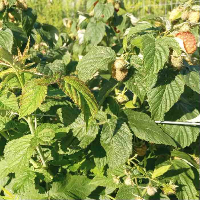 Raspberries planted without Wine Cap. 