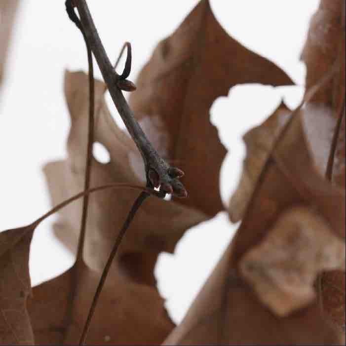 A tightly closed oak bud