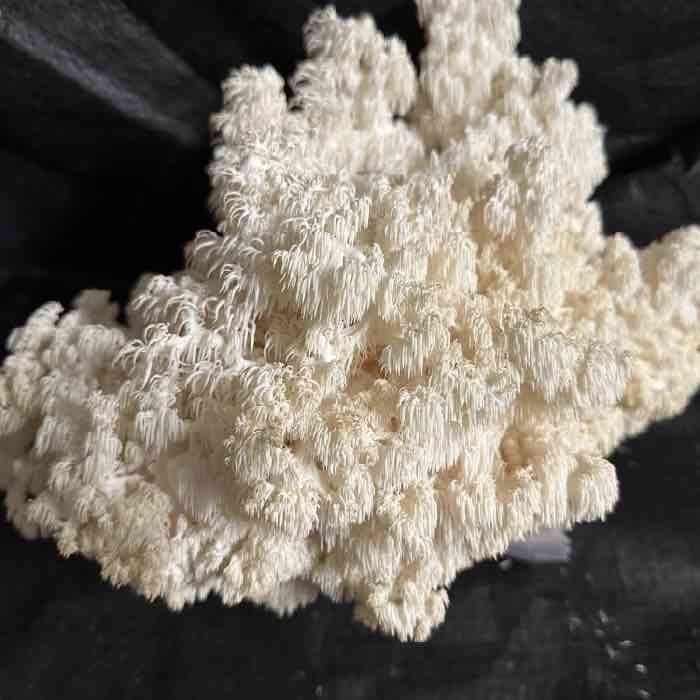 Comb Tooth mushroom fruiting on sawdust block