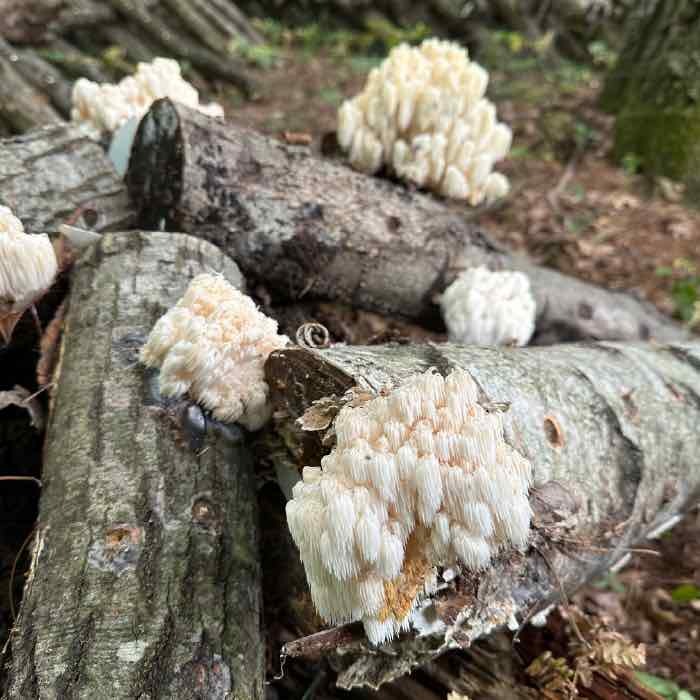 comb tooth mushrooms on logs comb tooth mushrooms on logs