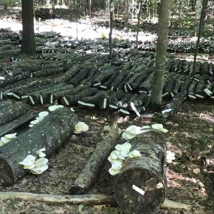 low stack of mushroom logs low stack of mushroom logs