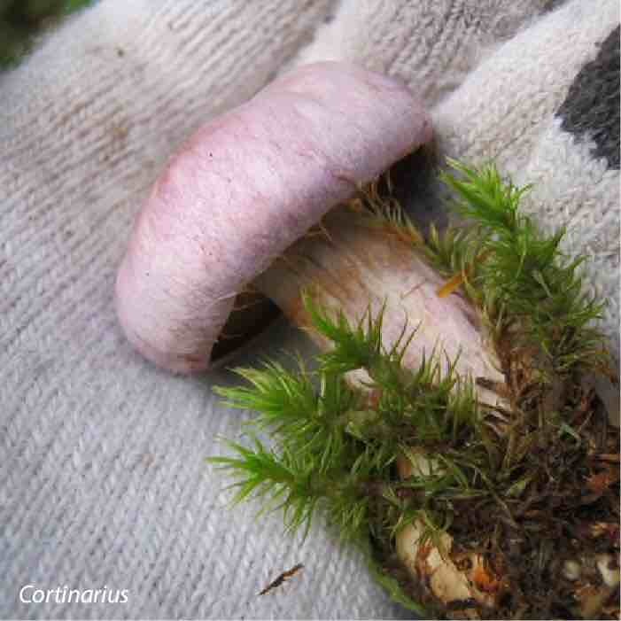 A blue-purple cortinarius. 