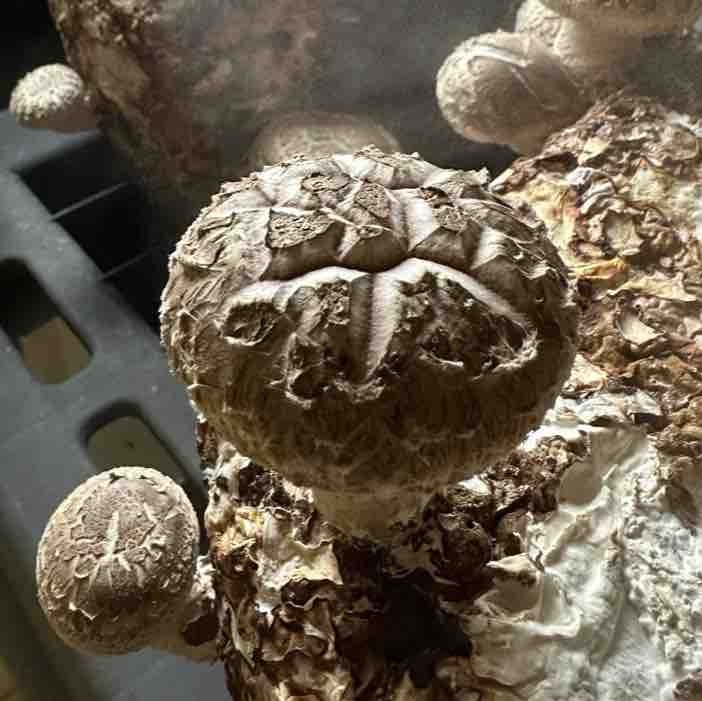 crack shiitake caps cracked shiitake caps