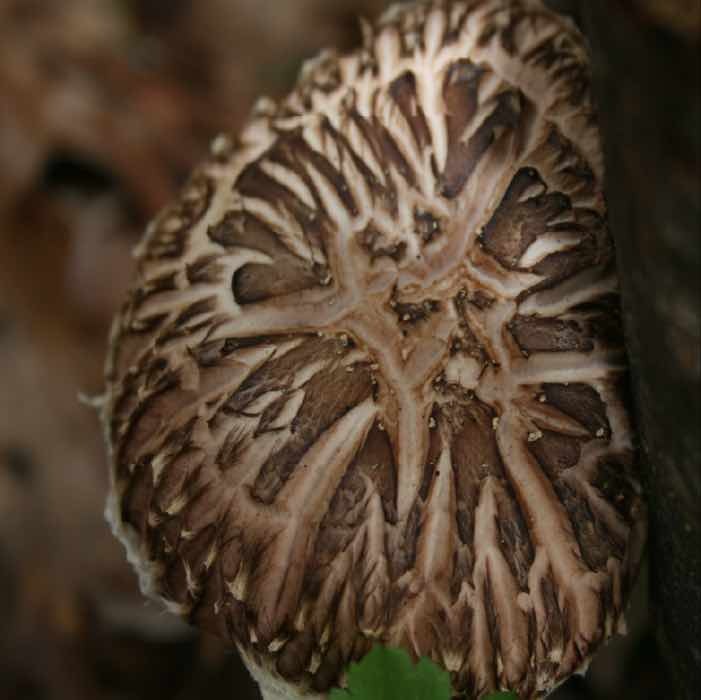 Cracked cap of a donko shiitake in spring