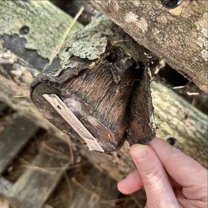 unhealthy mushroom log