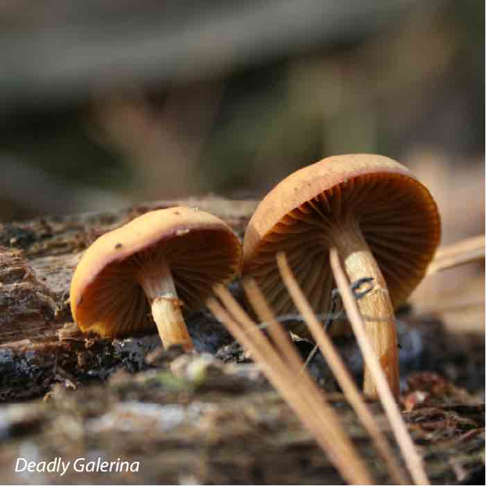 The deadly Galerina poisonous mushroom. 