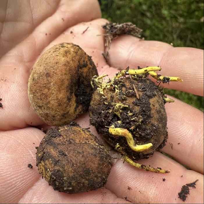 truffle harvest