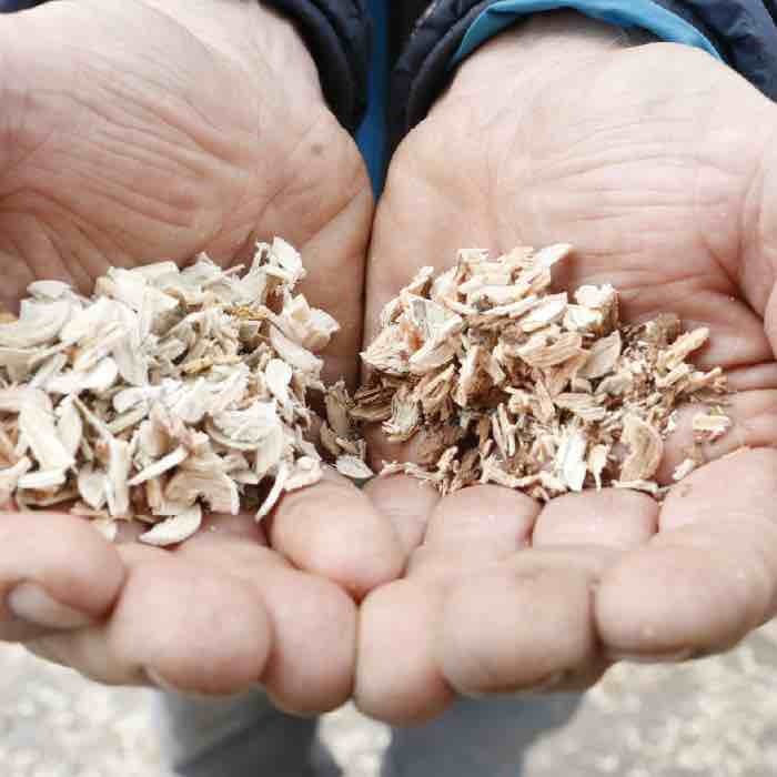Healthy drill outs on the left, unhealthy drill outs on the right. Healthy drill outs on the left, unhealthy drill outs on the right.