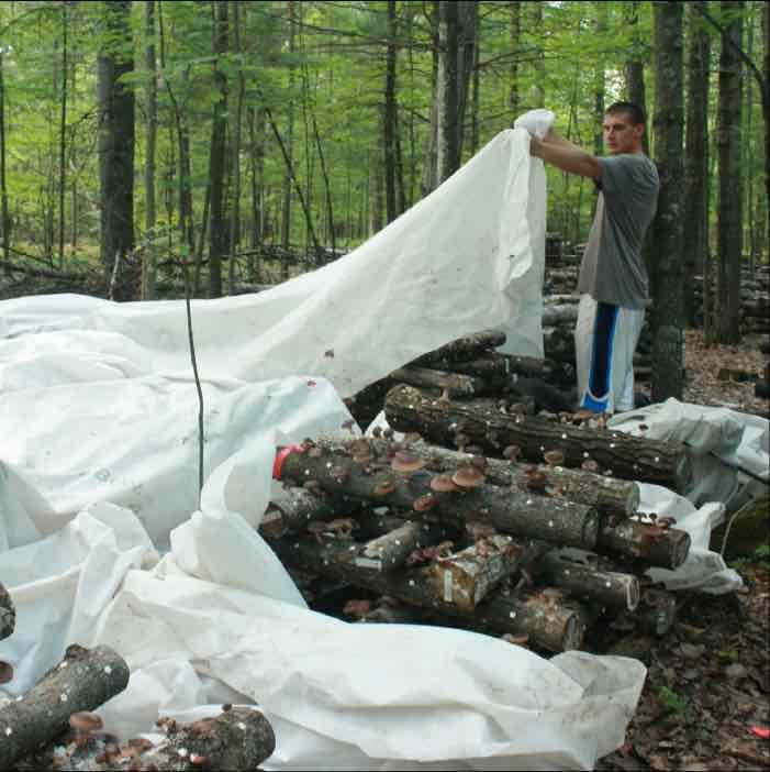 providing extra shade with fruiting blankets providing extra shade with fruiting blankets