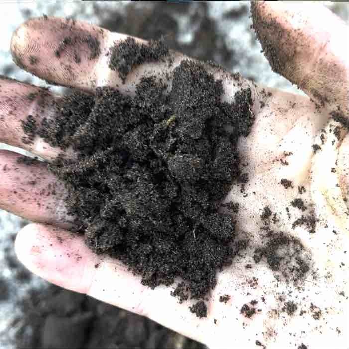 end results of wine cap decaying wood chips