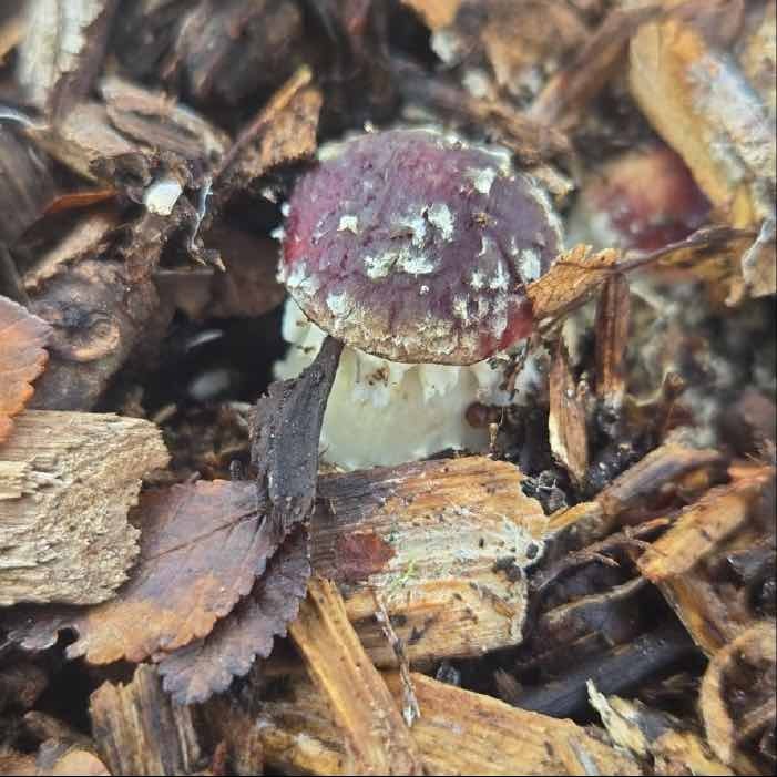 Dr. Banerji's first Wine Cap