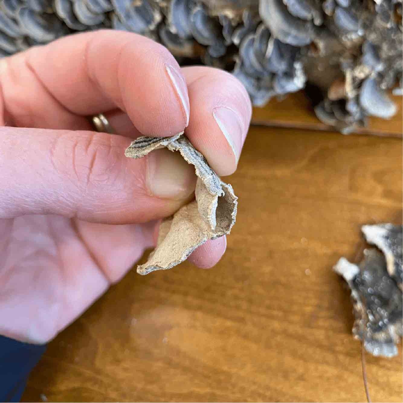 turkey tail flexibility 