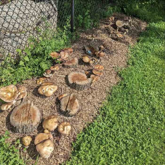 Garden Giant mushrooms growing on bradford pear