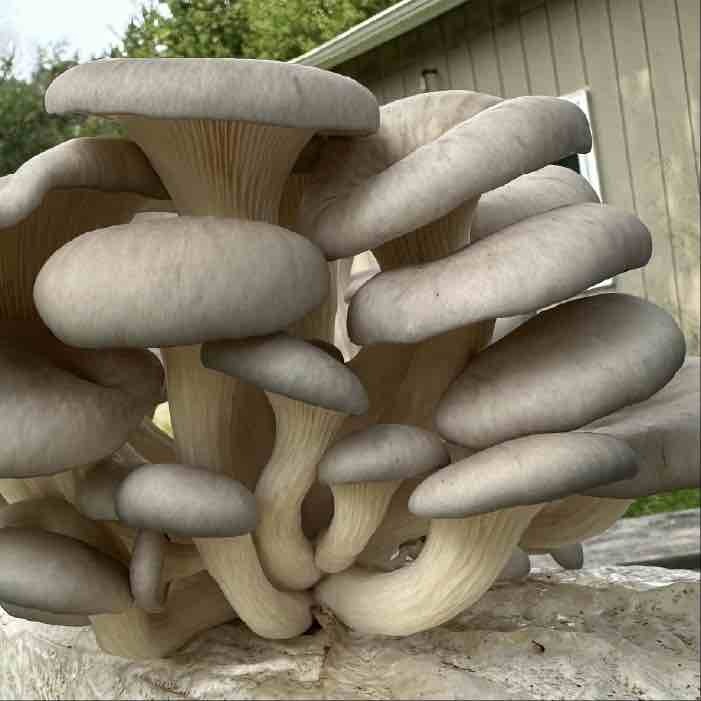 grey dove oyster mushrooms