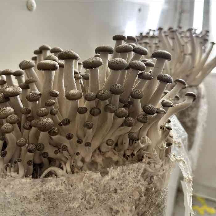 young beech mushrooms ready to harvest