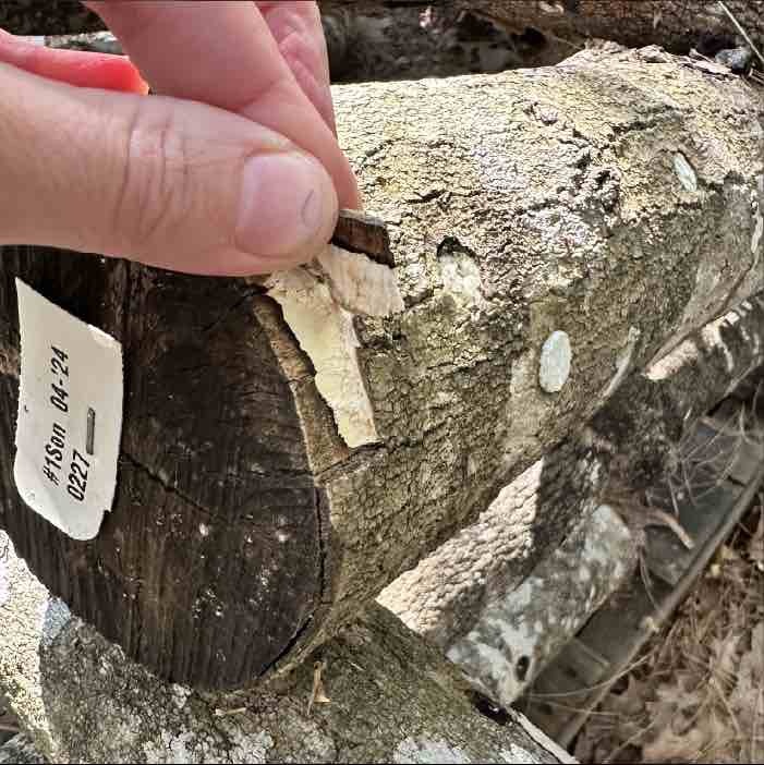 healthy shiitake log