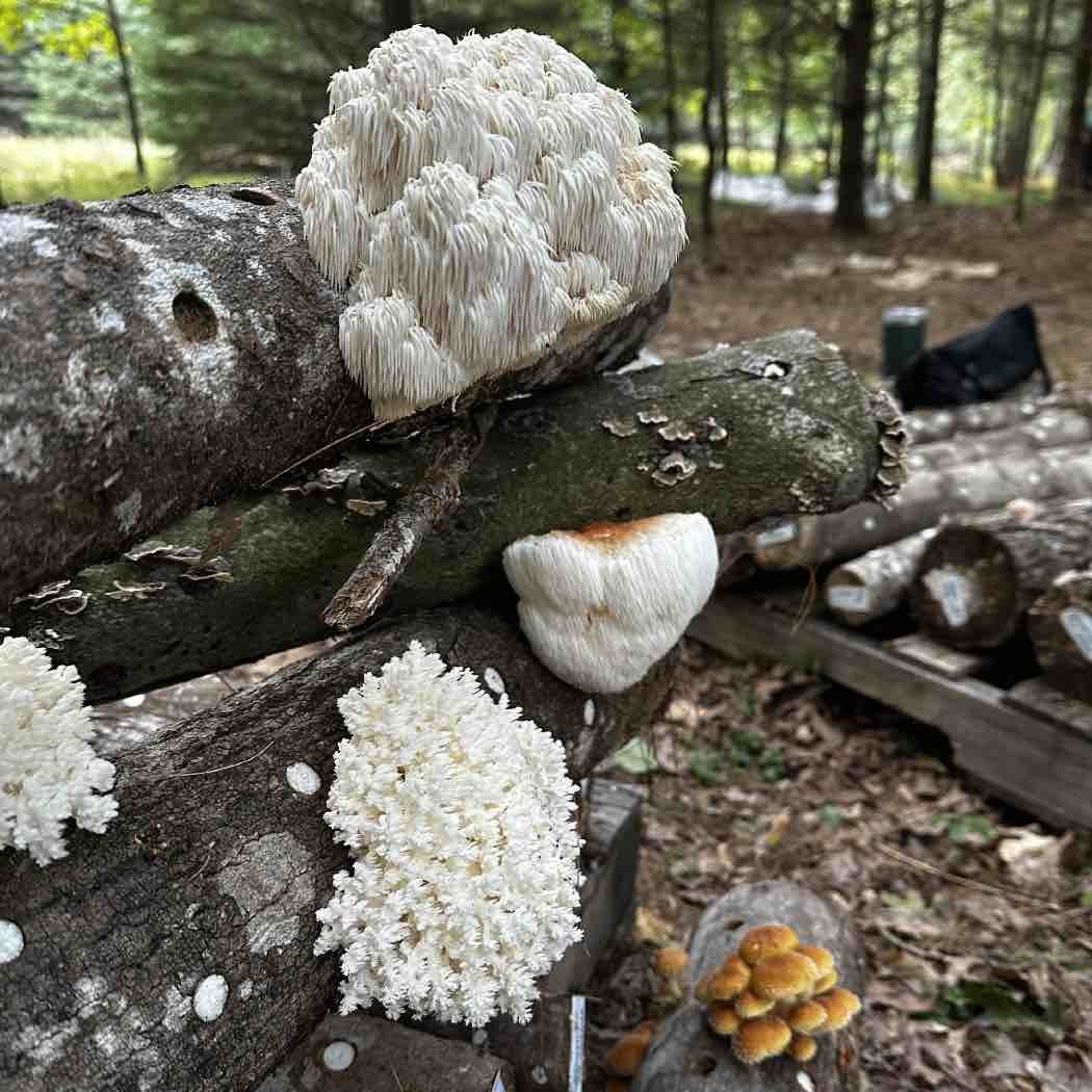 hericium on logs