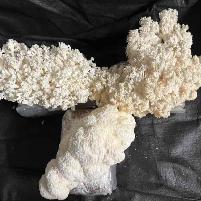 three hericium species three hericium species