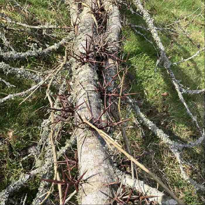 Honey Locust Logs