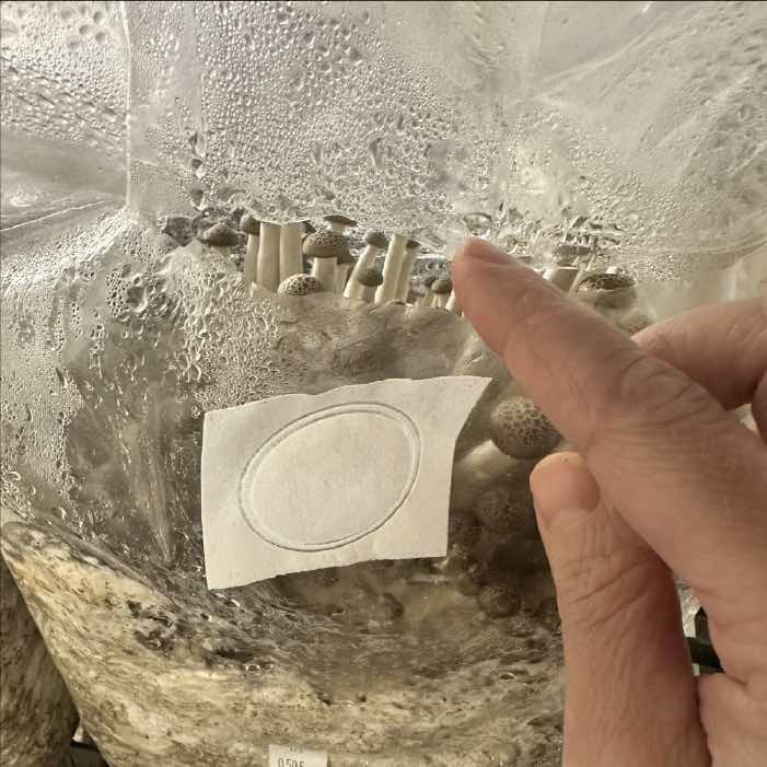 how to open beech mushrooms
