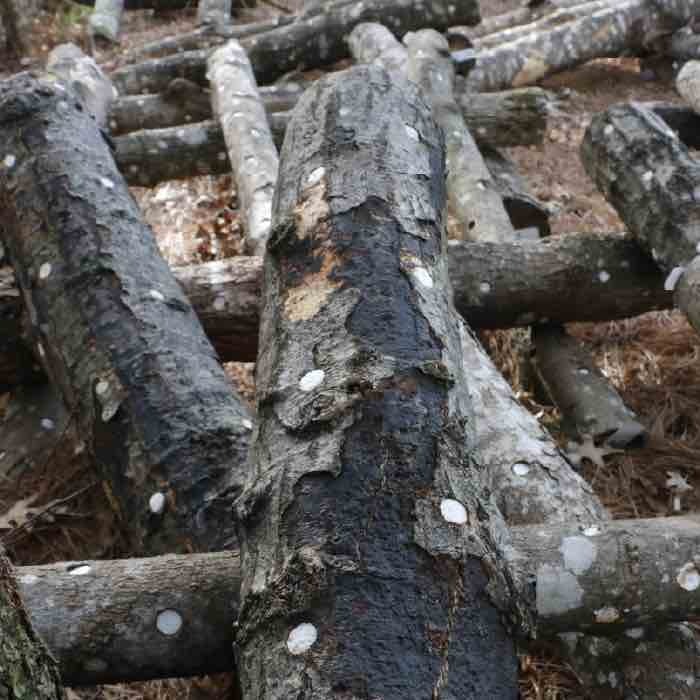 A log infected withe hypoxylon A log infected withe hypoxylon