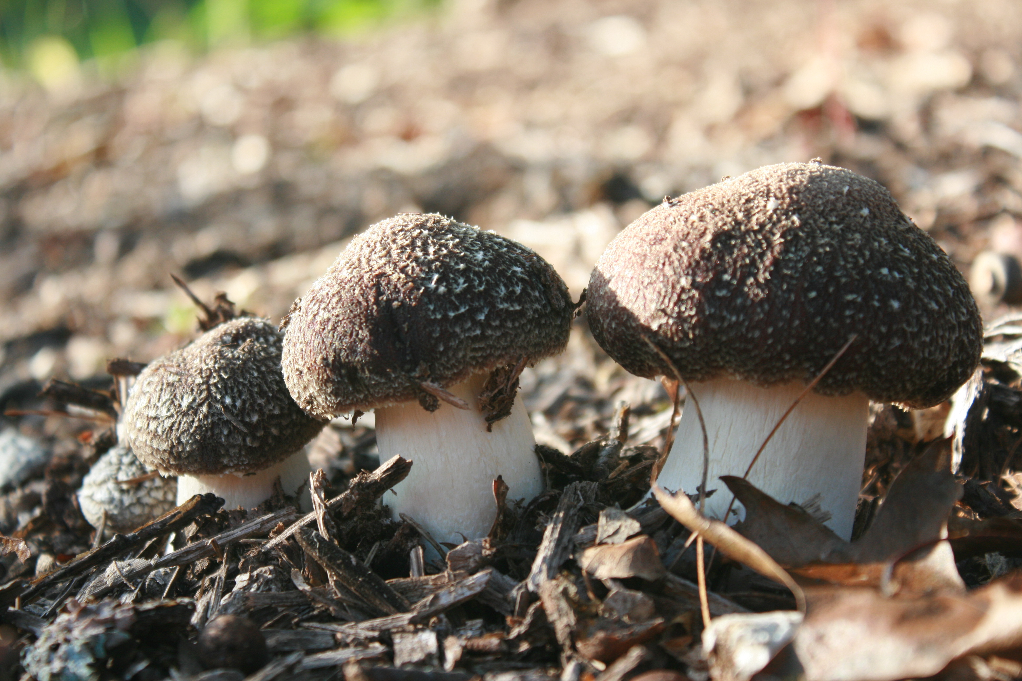 wine cap mushroom plots wine cap mushroom plots