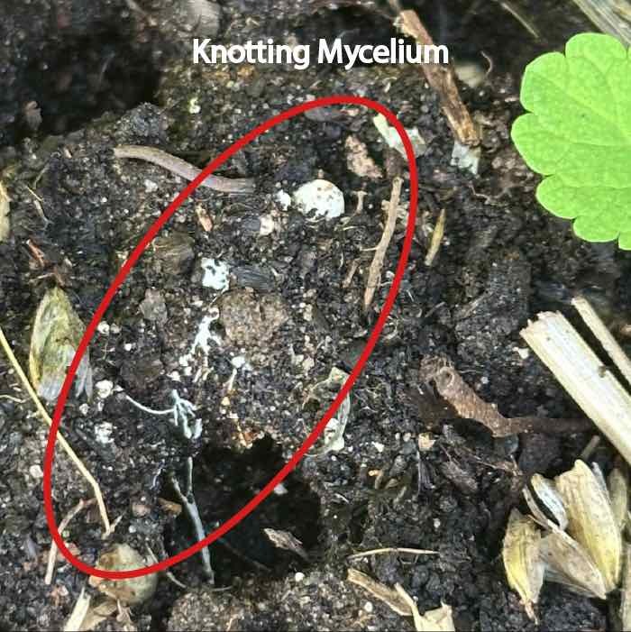 knotting almond agaricus mycelium on bed surface