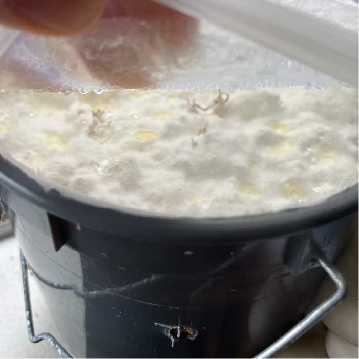 oyster mushroom mycelium oyster mushroom mycelium